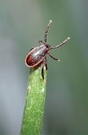 Attēlu rezultāti vaicājumam “Ixodes male”