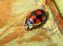 Attēlu rezultāti vaicājumam “Adalia bipunctata imago”