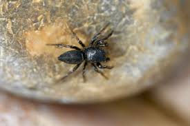 Attēlu rezultāti vaicājumam “Heliophanus sp.”