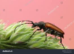 Attēlu rezultāti vaicājumam “Pseudovadonia livida”