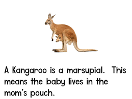 Image result for Reading Kangaroos