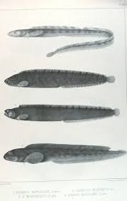 Image result for Zoarces americanus