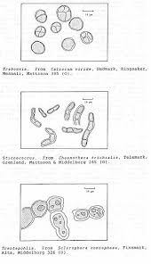Attēlu rezultāti vaicājumam “Sclerophora coniophaea”