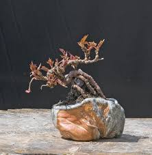 Image result for parthenocissus bonsai