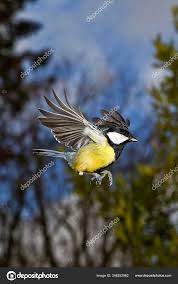 Attēlu rezultāti vaicājumam “Parus major male”