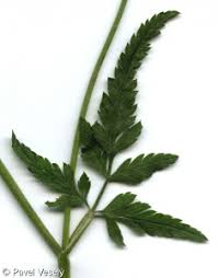 Attēlu rezultāti vaicājumam “Torilis japonica leaf”