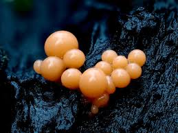 Attēlu rezultāti vaicājumam “Comatricha fragilis spores”