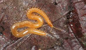 Attēlu rezultāti vaicājumam “Chilopoda”