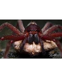 Attēlu rezultāti vaicājumam “Sparassidae”