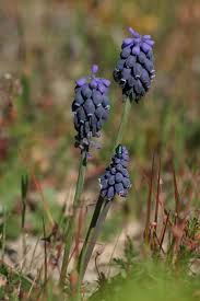 Attēlu rezultāti vaicājumam “Muscari neglectum”