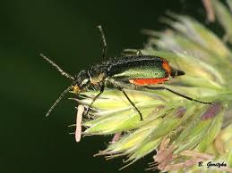 Attēlu rezultāti vaicājumam “Malachius bipustulatus”