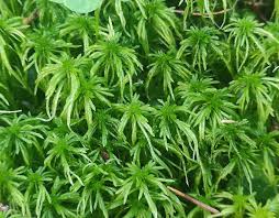 Attēlu rezultāti vaicājumam “Sphagnum balticum”