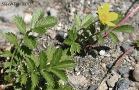 Image result for Potentilla anserina
