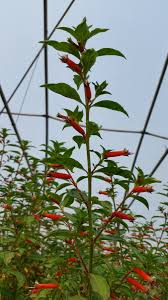 Image result for Cuphea ignea