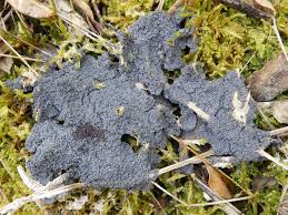 Attēlu rezultāti vaicājumam “Diderma spumarioides”