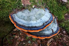 Attēlu rezultāti vaicājumam “Fomitopsis pinicola”