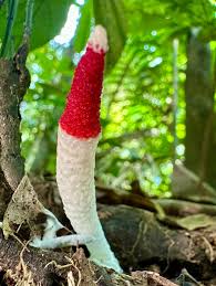 Attēlu rezultāti vaicājumam “Mutinus ravenelii”