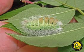 Attēlu rezultāti vaicājumam “Calliteara pudibunda”