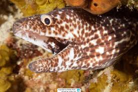 Image result for Gymnothorax moringa