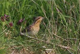 Attēlu rezultāti vaicājumam “Jynx torquilla adult”