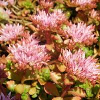 Attēlu rezultāti vaicājumam “Dianthus arenarius leaf”