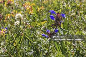 Attēlu rezultāti vaicājumam “Dracocephalum ruyschiana flower”