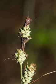 Attēlu rezultāti vaicājumam “Carex dioica male flower”