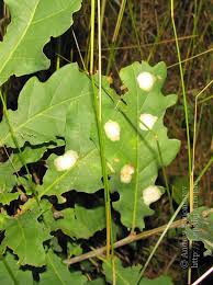 Attēlu rezultāti vaicājumam “Tischeria complanella larva”