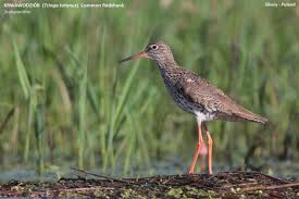 Attēlu rezultāti vaicājumam “Tringa totanus adult”