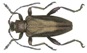 Attēlu rezultāti vaicājumam “Donacia clavipes”