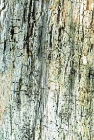 Attēlu rezultāti vaicājumam “Chaenotheca trichialis”