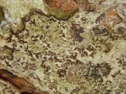 Attēlu rezultāti vaicājumam “Arthonia vinosa”