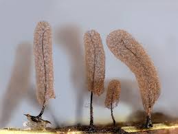 Attēlu rezultāti vaicājumam “Stemonitopsis aequalis var. microspora spores”