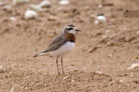 Image result for Charadrius asiaticus