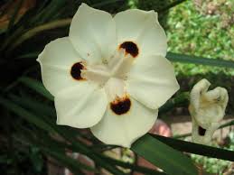 Attēlu rezultāti vaicājumam “Nehalennia speciosa”