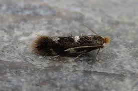 Attēlu rezultāti vaicājumam “Bucculatrix rhamniella”