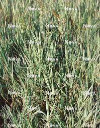 Attēlu rezultāti vaicājumam “Holcus mollis”