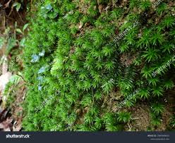 Attēlu rezultāti vaicājumam “Pogonatum nanum”