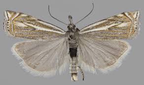 Attēlu rezultāti vaicājumam “Crambus pratella”