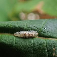 Attēlu rezultāti vaicājumam “Syrphus sp. imago”