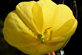 Image result for Nachtkerze