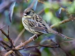 Image result for Emberiza spodocephala