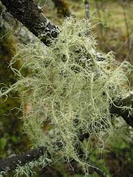 Attēlu rezultāti vaicājumam “Usnea subfloridana”