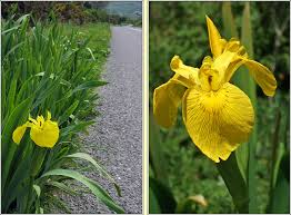 Attēlu rezultāti vaicājumam “Iris pseudacorus flower”