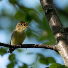 Attēlu rezultāti vaicājumam “Hippolais icterina adult”