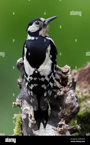 Attēlu rezultāti vaicājumam “Dendrocopos major female”