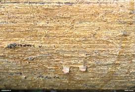 Attēlu rezultāti vaicājumam “Phlebia serialis”