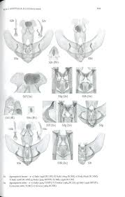 Attēlu rezultāti vaicājumam “Depressariidae”