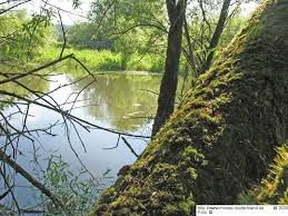 Attēlu rezultāti vaicājumam “Leskea polycarpa”