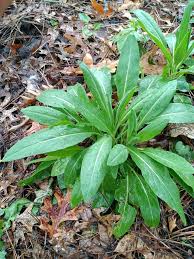 Attēlu rezultāti vaicājumam “Hesperis matronalis leaf”
